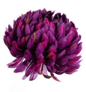 Chryzantema ananas purpurowo fioletowa