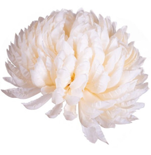 Chryzantema ananas waniliowa
