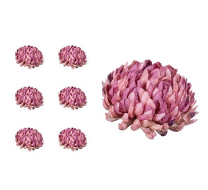 Chryzantema ananas różowo brzoskwiniowa 6 sztuk