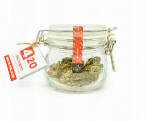 CBD Kwiaty Konopi ”Harlequin” 4,20 g Sativa Poland