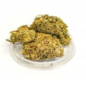 Harlequin CBD Kwiaty Konopi Sativa Poland 1g susz