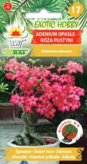 Adenium opasłe Róża Pustyni bonsai nasiona 5 szt