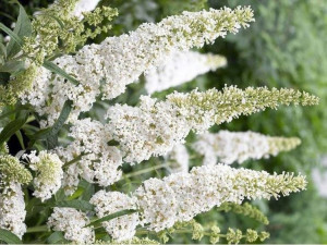 Budleja biała White Profusion P9