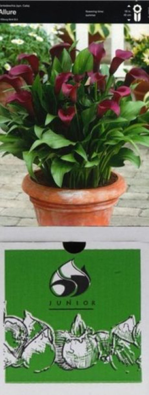 Zantedeschia Kalla Allure 1 Szt.