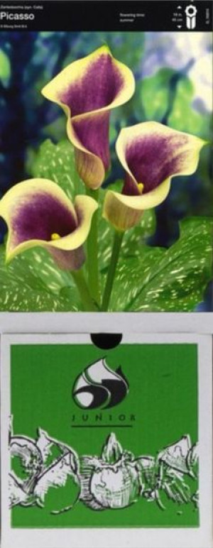 Zantedeschia Kalla Picasso 1 Szt.