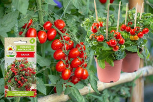 Pomidor Bajaja 0,3 G Doniczkowy Typ Cherry 'toraf