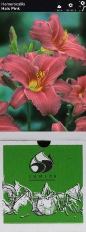 Hemerocallis Liliowiec Hall's Pink 1 Szt.
