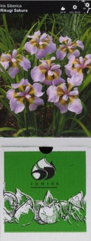 Irys Syberyjski Rikugi Sakura 1 Szt.