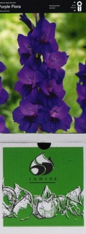 Mieczyk Purple Flora 5 Szt.