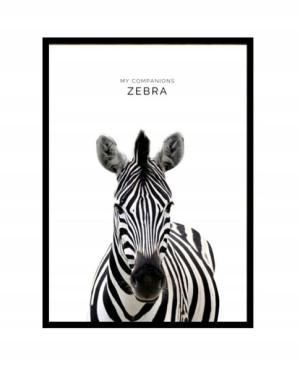 Obraz Ze Zwierzęta-mi Plakat Drewniany Zebra