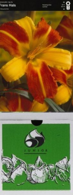 Hemerocallis Liliowiec Frans Hals 1 Szt.