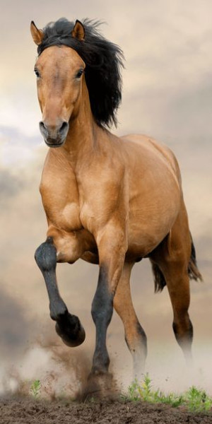 Ręcznik Bawełna 140x70cm Koń Horse Brown