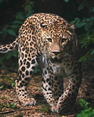 Ciepły KOC narzuta 120x150cm Leopard Green