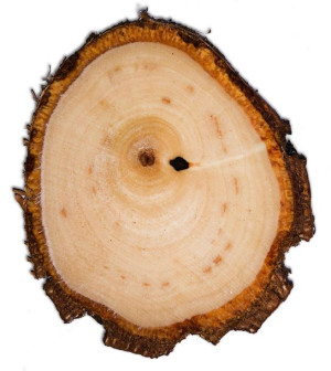 NATURALNE Plastry drewna BRZOZA krążki 10-15cm