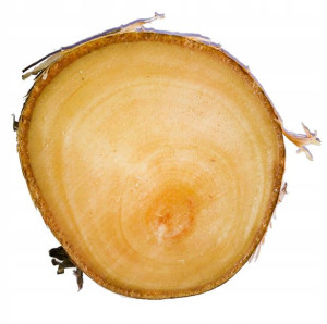 NATURALNE Plastry drewna BRZOZA krążki 8-10cm