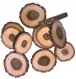 NATURALNE Plastry drewna dąb krążki 11-15cm/30szt