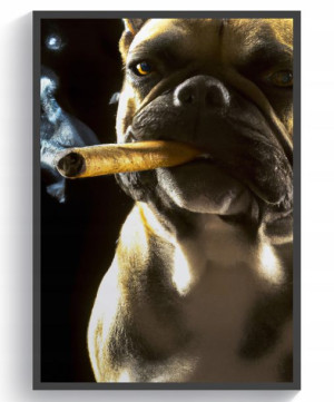 Buldog Francuski z cygarem 60x90 pies plakat obraz