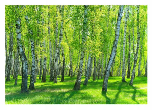 Fototapeta LAS BRZOZOWY 3D Drzewa Natura 368x254