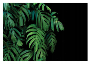 Fototapeta LIŚCIE MONSTERA 3D Do Sypialni 416x254