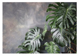 Fototapeta LIŚCIE MONSTERA Beton Vintage 416x254