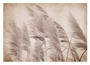 Fototapeta TRAWA PAMPASOWA Boho Sypialnia 312x219