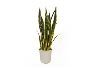 Roślina Sansewieria gwinejska 75cm (sztuczna)