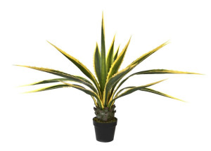 Agawa w doniczce 115cm