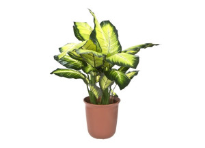 Roślina doniczkowa Difenbachia 90cm (sztuczna)