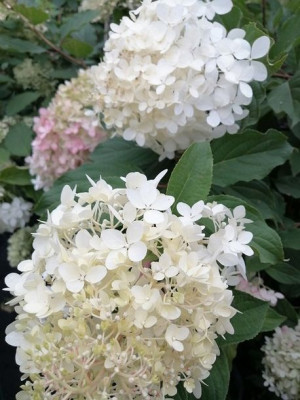 Hortensja bukietowa GRANDIFLORA sadzonka rabata