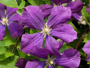 'Clematis' Powojnik FIOLETOWY