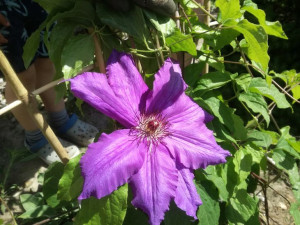 'Clematis' Powojnik FIOLETOWY Mega Kwiaty