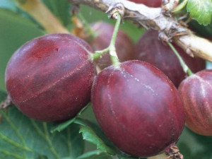 Agrest krz. czer.Ribes uva- crispa 'Hinnomaki rot'