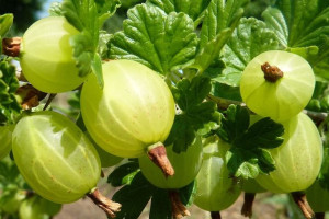 Agrest krz. ziel.Ribes uva- crispa 'Invicta'