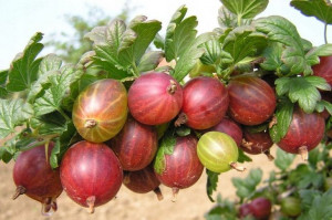 Agrest krza.czer Ribes uva- crispa 'Triumf'
