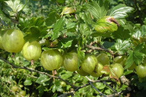 Agrest krza.ziel. Ribes uva- crispa 'Triumf'