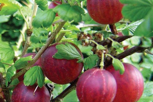 Agrest PN czer Ribes uva- crispa 'Hinnomakirot'