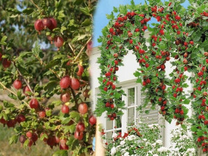 Agrest PN czer.Ribes uva- crispa 'Krasnosłowiański