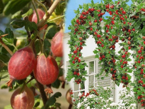 Agrest PN czer.Ribes uva- crispa 'Niesłuchowski'