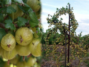 Agrest PN zie.Ribes uva- crispa 'Hinnomaki Rot'