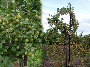 Agrest PN zie.Ribes uva- crispa 'Krasnosłowiański'