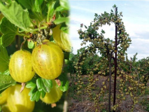 Agrest PN ziel.'Ribes uva-crispa' NIESŁUCHOWSKI