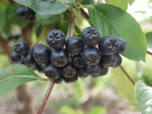 Aronia 'Photinia' GALICJANKA