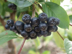 Aronia Photinia 'Galicjanka'