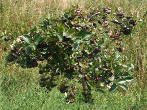 Aronia Photinia 'Wiekoowocowa'