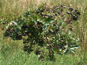 Aronia Photinia Wielkoowocowa'