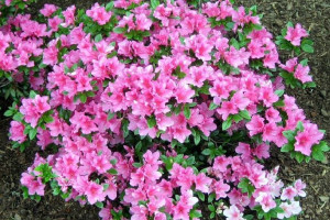 Azalia Japo Rhododendron japonicum 'Kermasina Rose