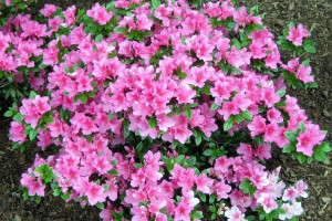 Azalia Japońska 'Japonicum' KERMASINA ROSE RÓŻOWA