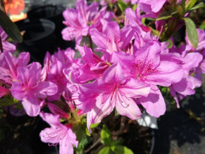 Azalia Japońska 'Rhododendron japonicum' HERBERT