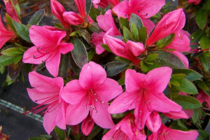 Azalia Japońska 'Rhododendron japonicum' KERMESINA