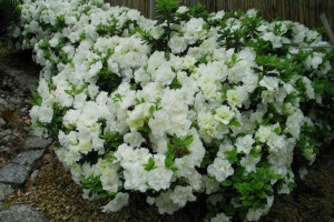 Azalia Japońska ALBIFLORUM BIAŁA
